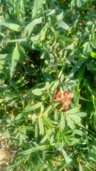 Indigofera jamaicensis