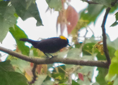 Tachyphonus delatrii