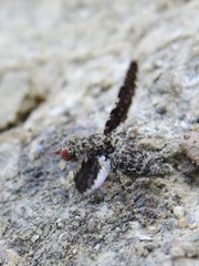 Callopistromyia strigula