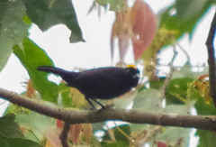 Tachyphonus delatrii