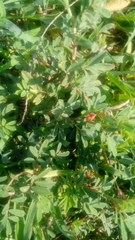 Indigofera jamaicensis