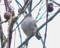 Zimmerius albigularis