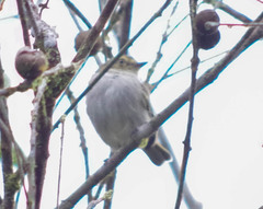 Zimmerius albigularis