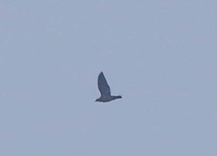 Patagioenas