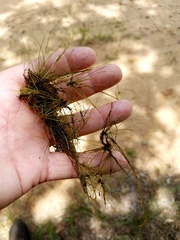 Eleocharis vivipara
