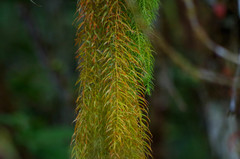 Phlegmariurus linifolius