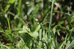 Promachus vertebratus