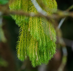 Phlegmariurus linifolius