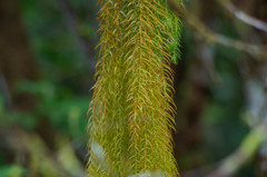 Phlegmariurus linifolius