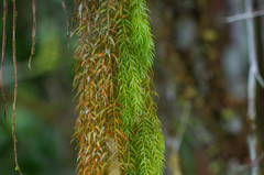 Phlegmariurus linifolius