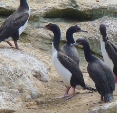 Leucocarbo bougainvillii