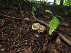 Russula ionochlora