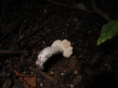 Russula ionochlora