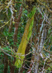 Phlegmariurus linifolius image