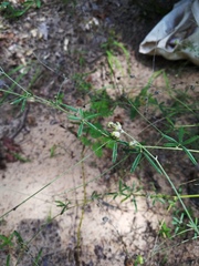 Pediomelum digitatum