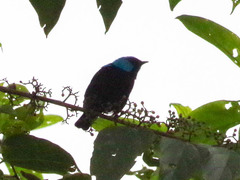 Dacnis venusta