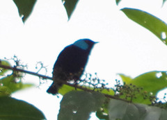 Dacnis venusta