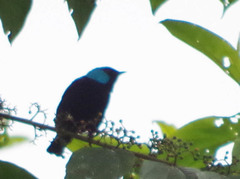 Dacnis venusta