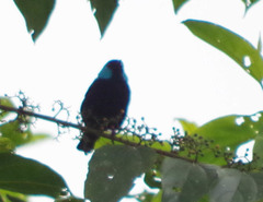 Dacnis venusta