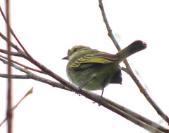 Zimmerius albigularis