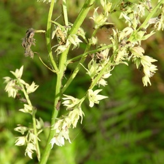 Stenanthium gramineum