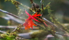 Epidendrum baumannianum