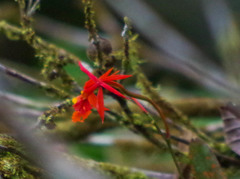 Epidendrum baumannianum