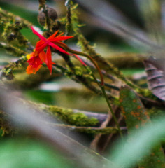 Epidendrum baumannianum