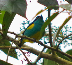Dacnis lineata