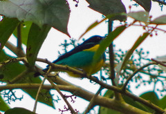 Dacnis lineata