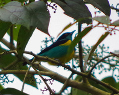 Dacnis lineata