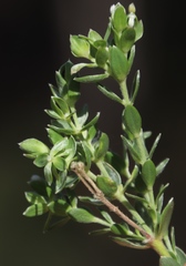 Gnidia sericea