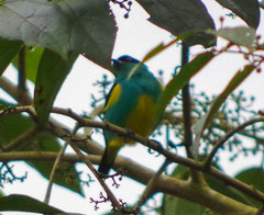 Dacnis lineata
