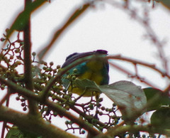 Dacnis lineata