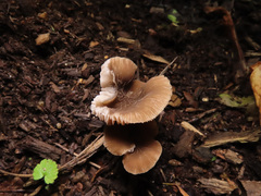 Pluteus thomsonii