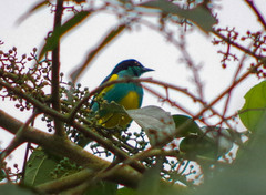 Dacnis lineata
