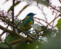 Dacnis lineata
