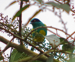Dacnis lineata