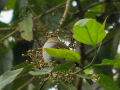 Zimmerius albigularis