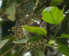 Zimmerius albigularis