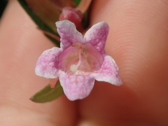 Abelia × grandiflora