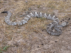 Crotalus ornatus