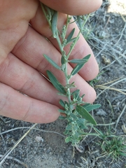 Chenopodium leptophyllum