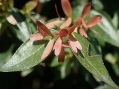 Abelia × grandiflora