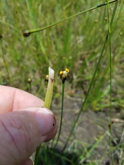 Xyris ambigua