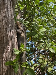 Iguana delicatissima