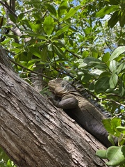 Iguana delicatissima