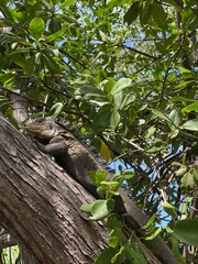 Iguana delicatissima