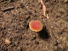 Xerocomellus cisalpinus