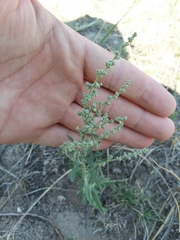 Chenopodium leptophyllum